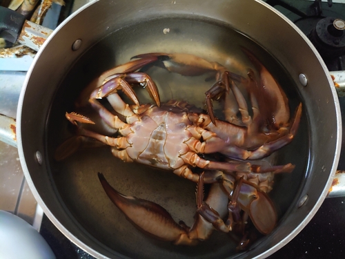 カニの釣果