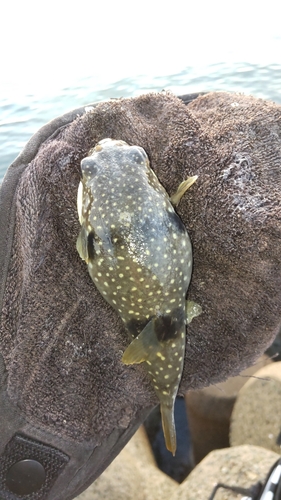 クサフグの釣果