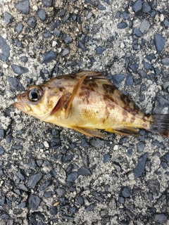 メバルの釣果