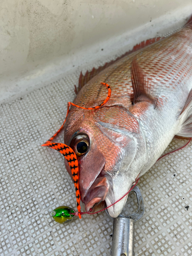 マダイの釣果