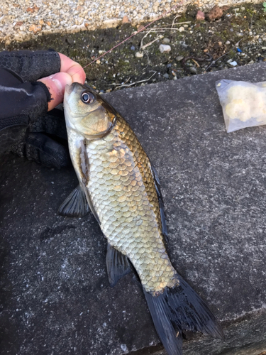 フナの釣果