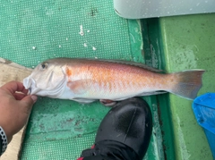 シロアマダイの釣果