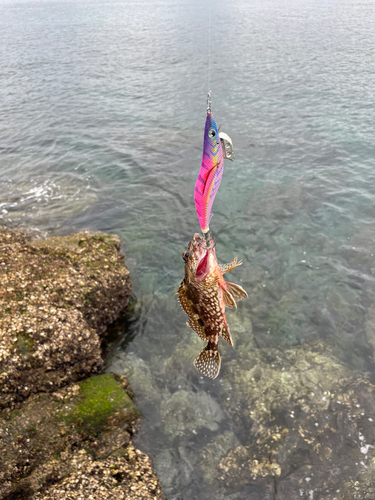 アラカブの釣果