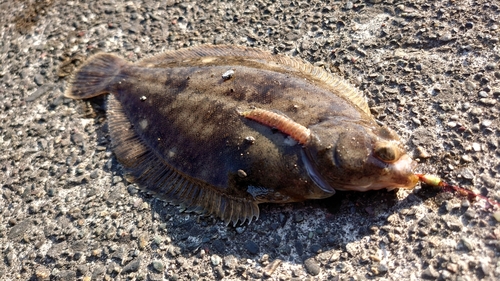 カレイの釣果