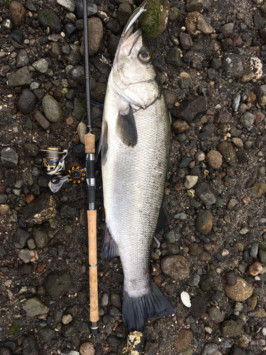 ヒラスズキの釣果