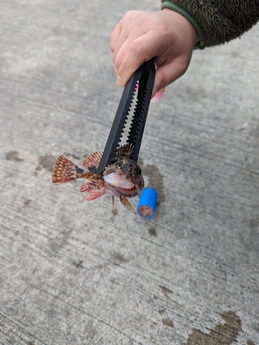 カサゴの釣果