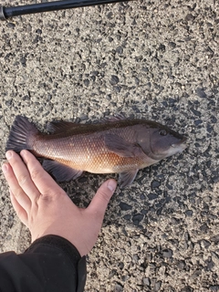 コブダイの釣果