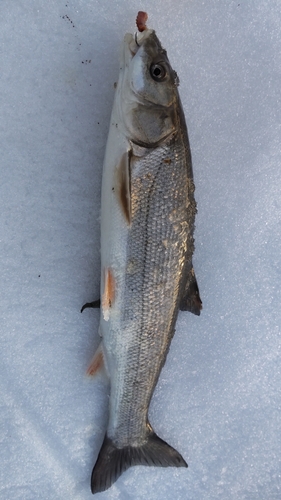 ウグイの釣果