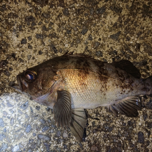 シロメバルの釣果