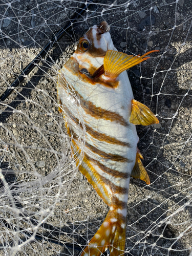 タカノハダイの釣果