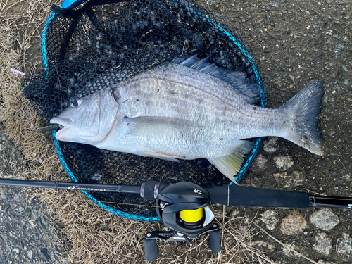 キビレの釣果