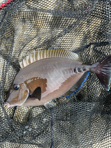 サンノジの釣果