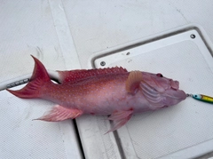 オジロバラハタの釣果