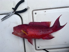 オジロバラハタの釣果