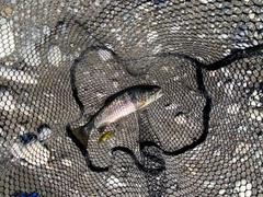 ニジマスの釣果