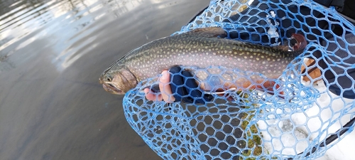 イワナの釣果