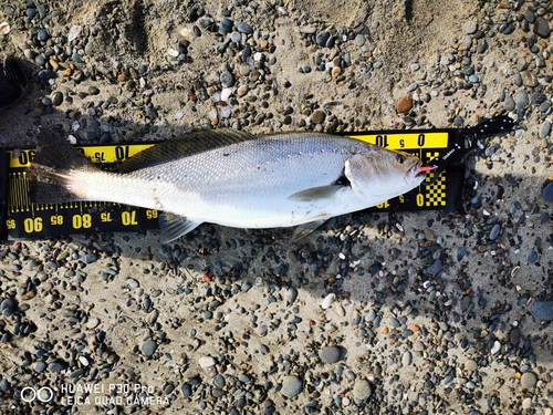 オオニベの釣果