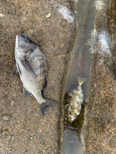 クロダイの釣果