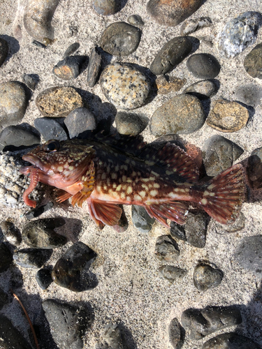 カサゴの釣果