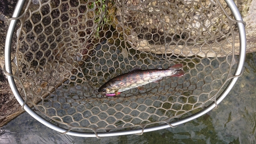 イワナの釣果