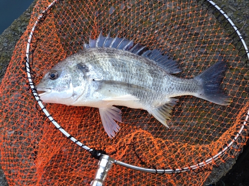 キチヌの釣果