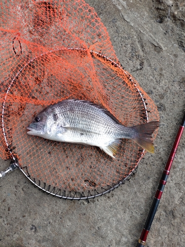 キチヌの釣果