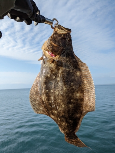 ヒラメの釣果