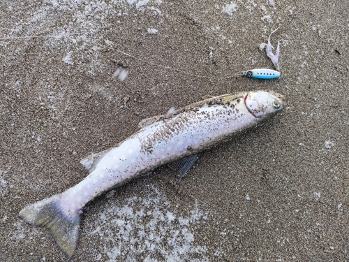 アメマスの釣果