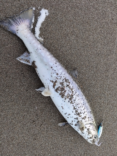 アメマスの釣果