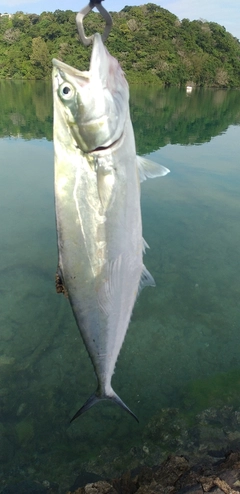 イケカツオの釣果