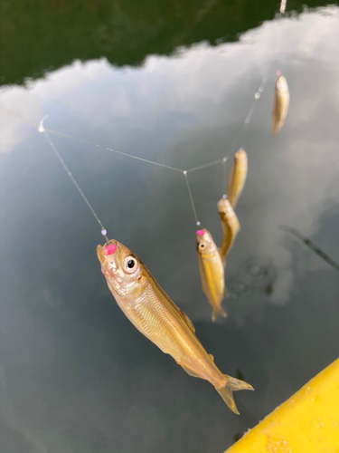 ワカサギの釣果