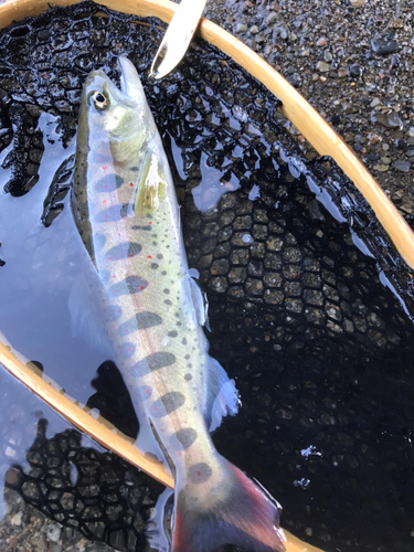 アマゴの釣果