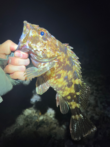 アラカブの釣果