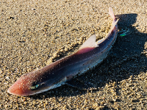 ホシザメの釣果