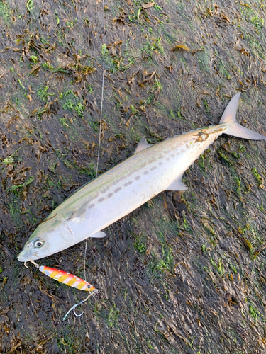 サゴシの釣果