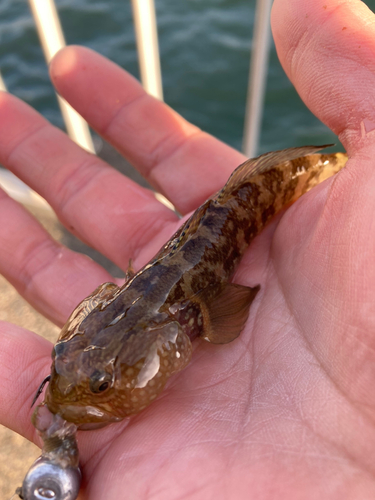 アカオビシマハゼの釣果