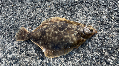 カレイの釣果