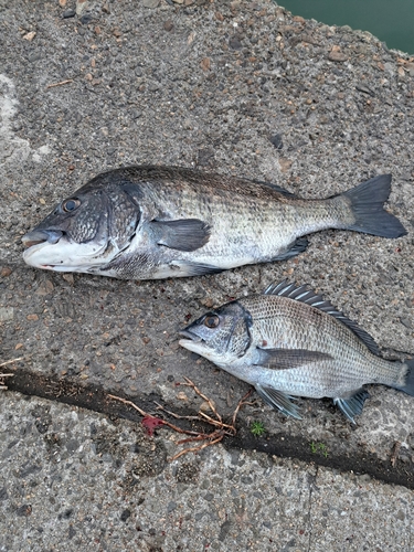 チヌの釣果