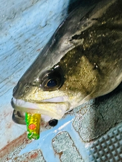 シーバスの釣果