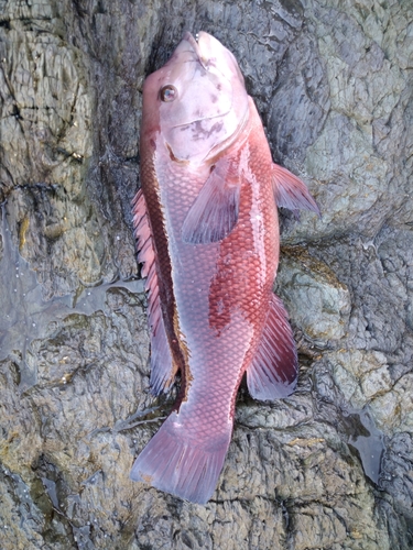 カンダイの釣果