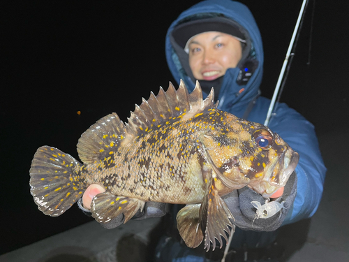 オウゴンムラソイの釣果