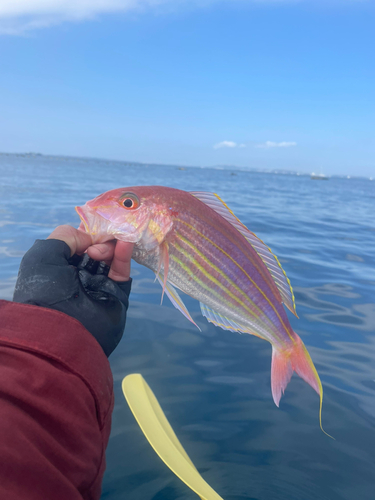 イトヨリダイの釣果