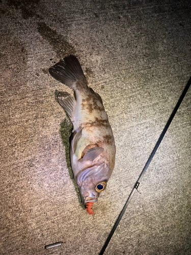 シロメバルの釣果