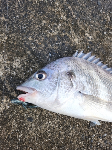 キビレの釣果