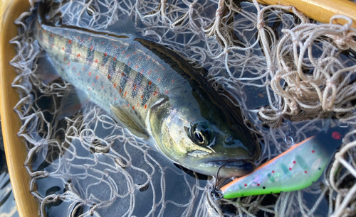 アマゴの釣果