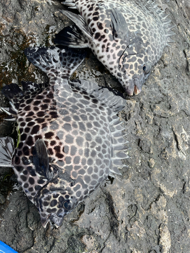 イシガキダイの釣果