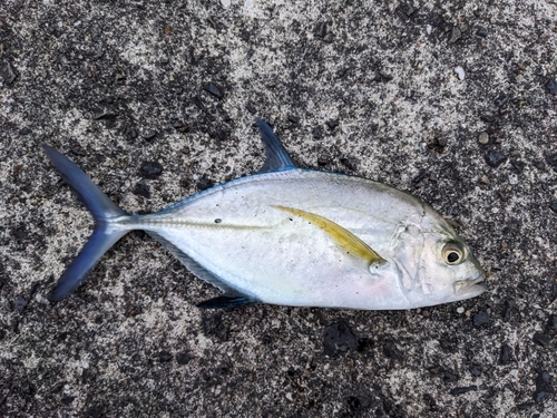 カスミアジの釣果