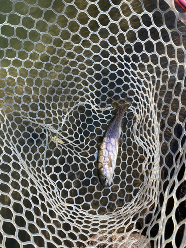 ニジマスの釣果