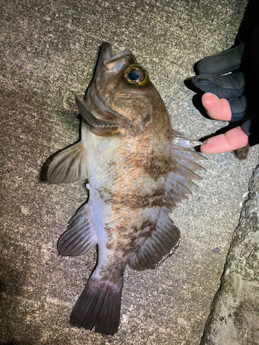 シロメバルの釣果