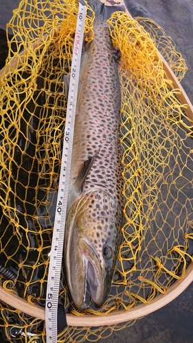 ブラウントラウトの釣果